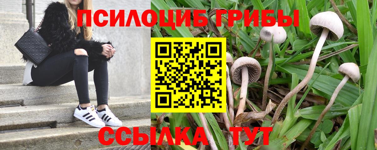 Камышлов  Галлюциногенные грибы GOLDEN TEACHER  Вход с VPN 